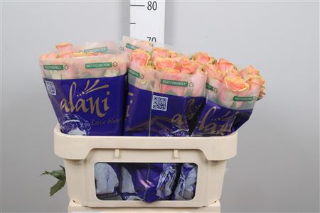 <h4>R Gr Dividend</h4>