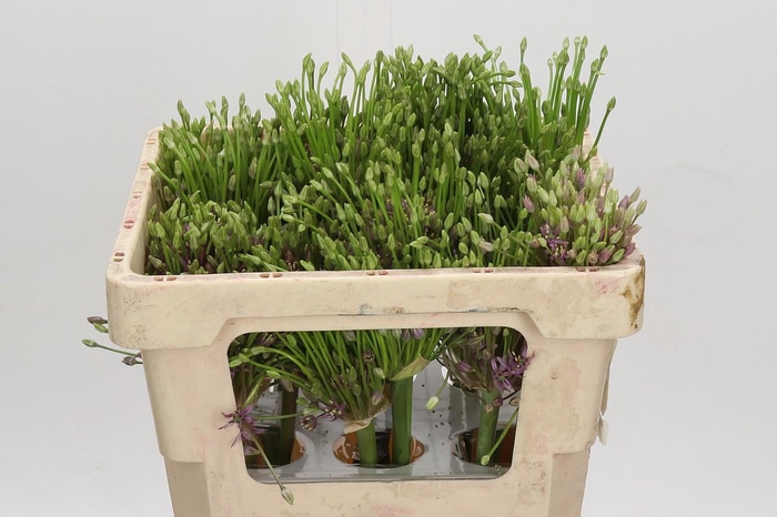 <h4>Allium Schubertii</h4>