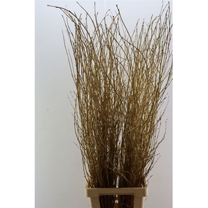 Berk Lang Gl Antiek Goud Pbs