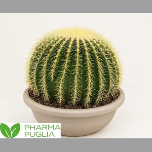 ECHINOC GRUSONII