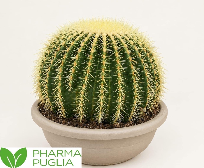 <h4>ECHINOC GRUSONII</h4>