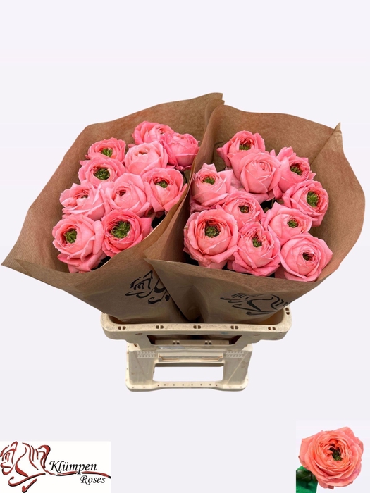 <h4>ROSA GR 'MIRANA GARDENS'</h4>
