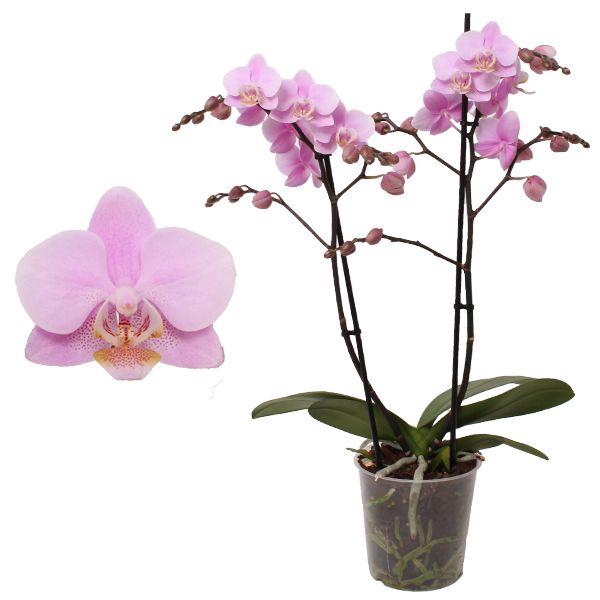 <h4>Phal. Multiflora 2-tak "op soort roze"</h4>