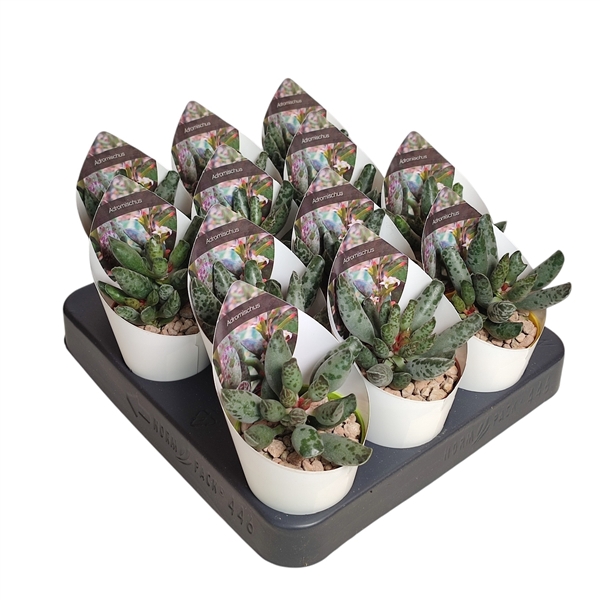 <h4>ADROMISCHUS FESTIVUS - POT Ø 6,5 WITH POTCOVER (SUCCULENTEN)</h4>