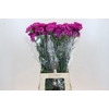 Dianthus St Sarah Pink