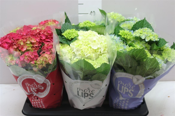 <h4>Hydrangea Gemengd 5-6 More Lips</h4>