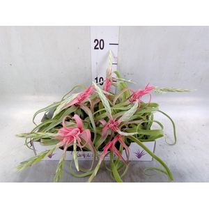 Tillandsia
