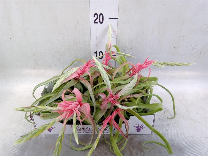 <h4>Tillandsia</h4>