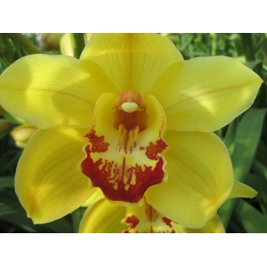 Cymbidium Rijsenhout 80 cm X2