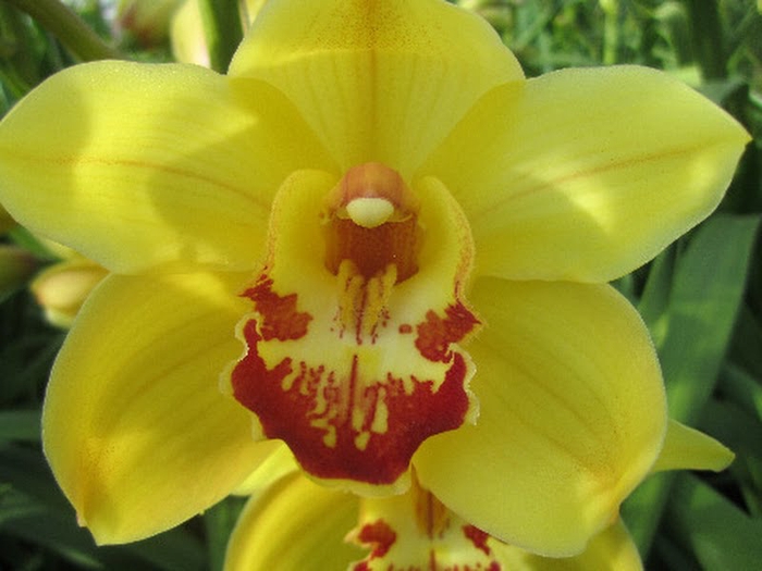 <h4>Cymbidium Rijsenhout 80 cm X2</h4>