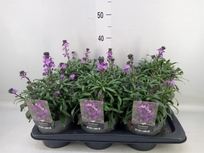 <h4>Erysimum linifolium 'Bowles Mauve'</h4>