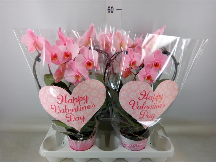 <h4>Phalaenopsis   ...</h4>