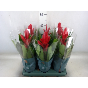 Vriesea  'Intenso Red'