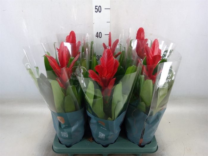 <h4>Vriesea  'Intenso Red'</h4>