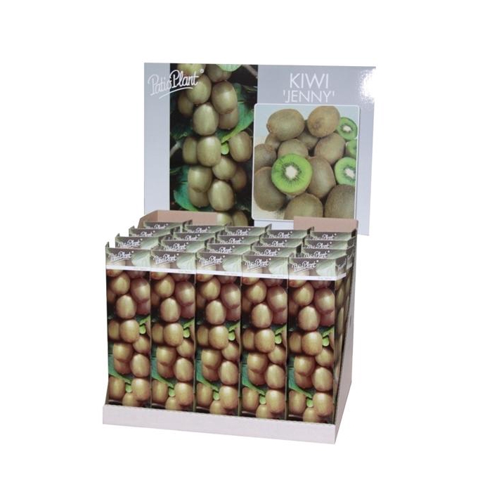 <h4>Actinidia deliciosa ´Jenny´ (Kiwi)</h4>