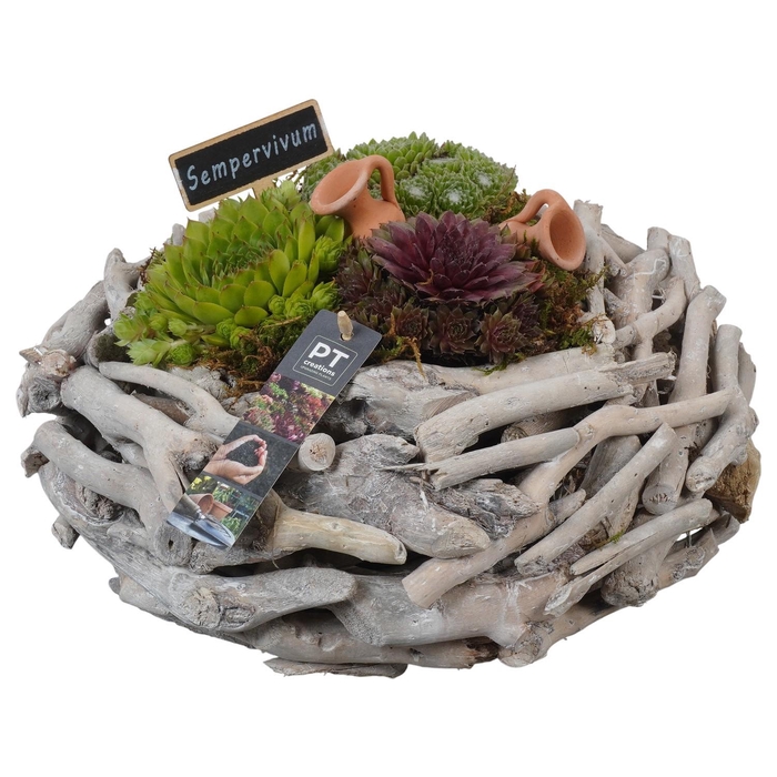 <h4>PTS7439 Arrangement Sempervivum in houten bak</h4>