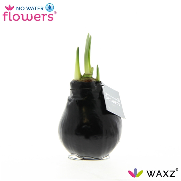 <h4>No Water Flowers Waxz® Black</h4>