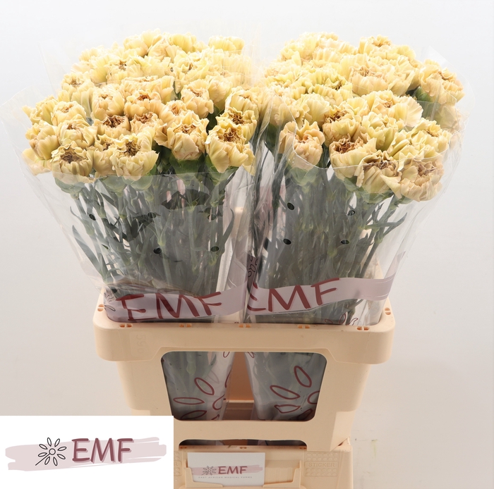 <h4>Di St Cappuccino EMF</h4>