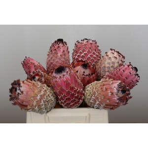 Protea Barbigera No leaves