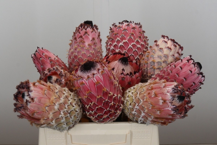 <h4>Protea Barbigera No leaves</h4>