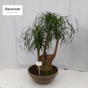 Beaucarnea vertakt op nummer 39