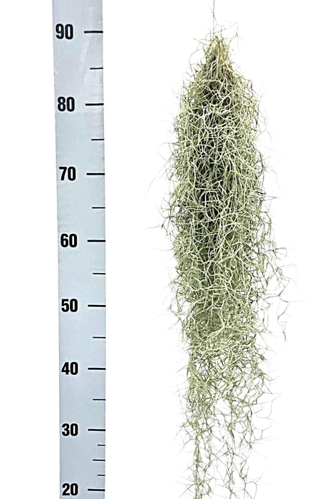<h4>TILL USNEOIDES</h4>