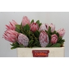 Protea Cynaroides