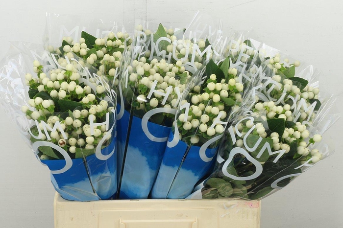 <h4>Hyp Coco Uno</h4>