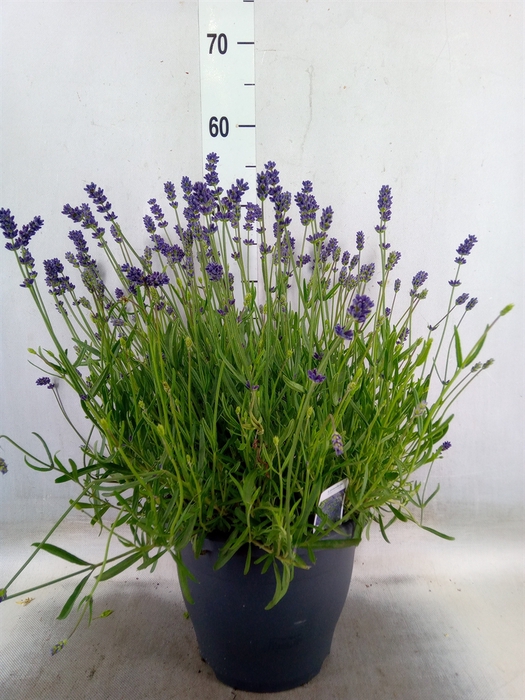<h4>Lavandula angus. 'Essence Pure'</h4>