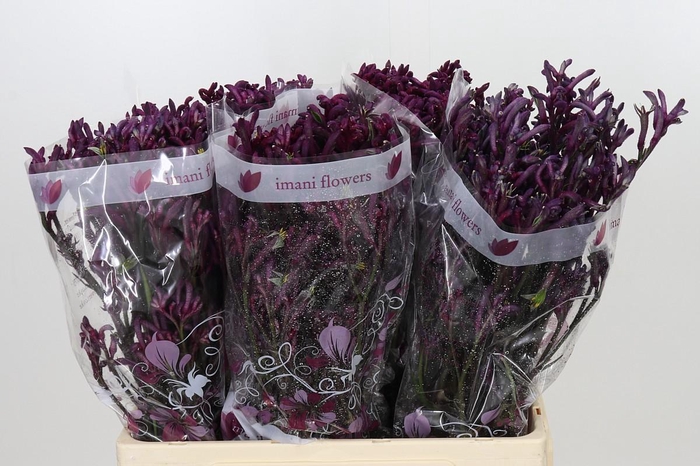 <h4>Anigozanthos Bush Merlot</h4>