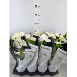 Anthurium andr. 'Alpine'