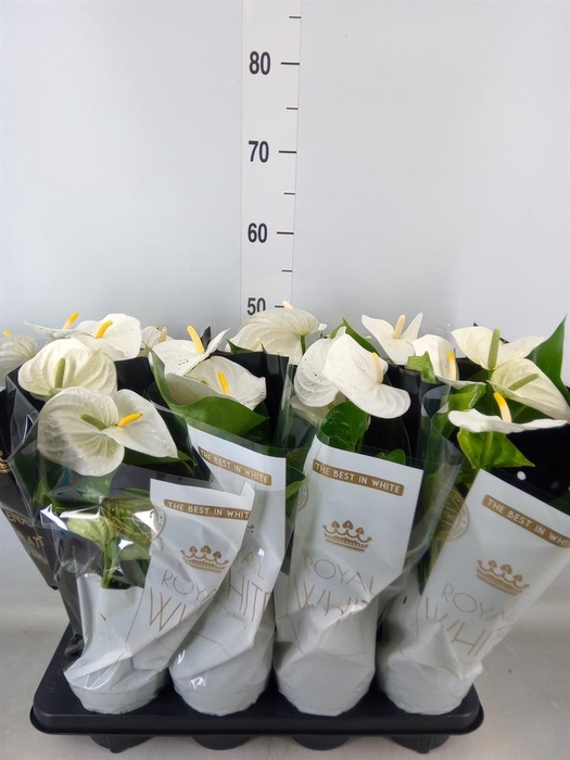 <h4>Anthurium andr. 'Alpine'</h4>