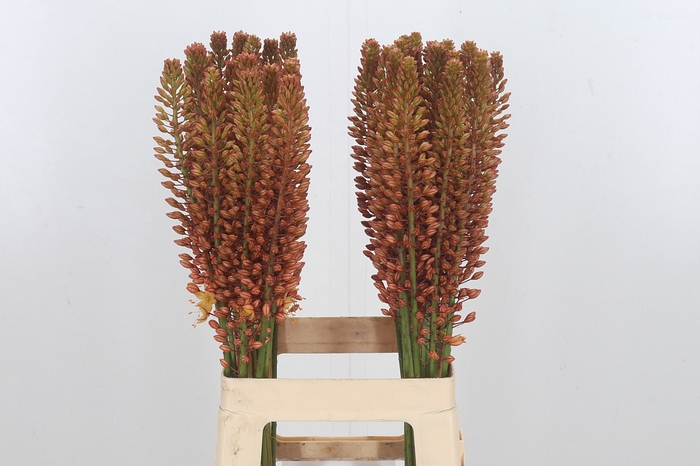 <h4>Eremurus Golden Cleo</h4>