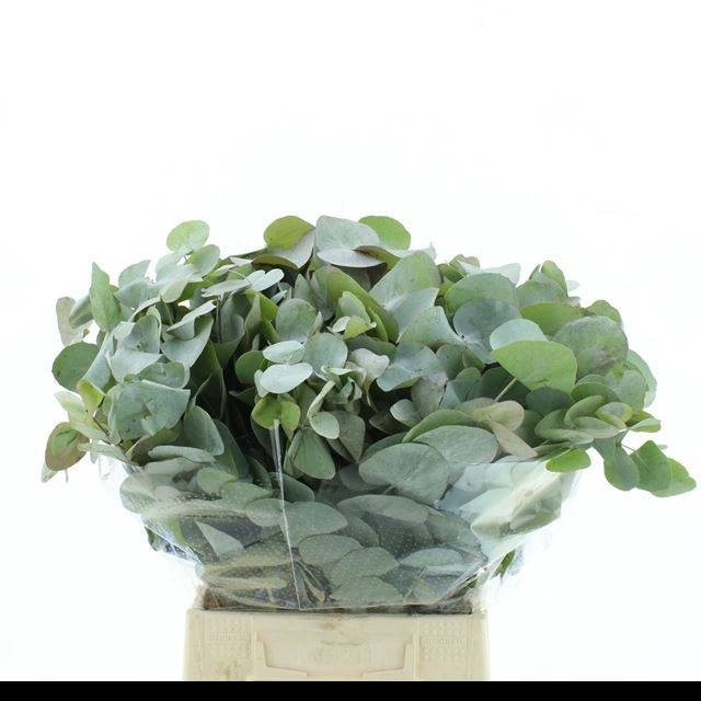 <h4>EUC CINEREA PER BOS</h4>