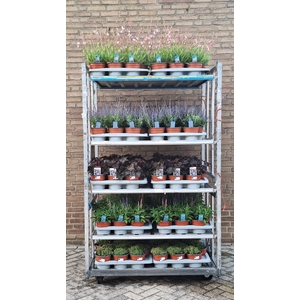 VASTE PLANT GEM 5 SO