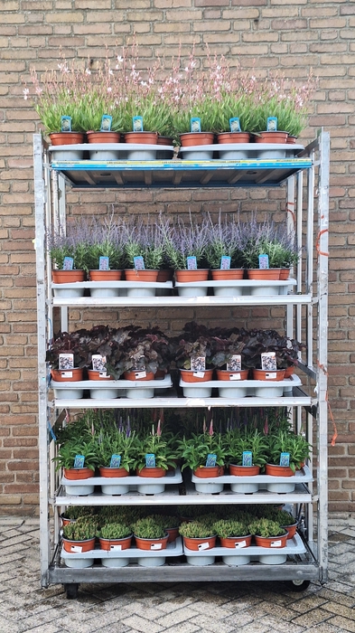 <h4>VASTE PLANT GEM 5 SO</h4>