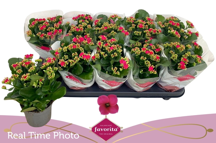 <h4>KAL EN THALIA</h4>