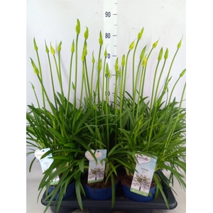 Agapanthus  'Amourette Superb Whit'
