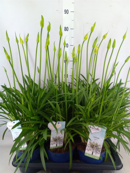 <h4>Agapanthus  'Amourette Superb Whit'</h4>