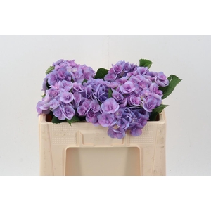 Hydr M Beau Papil Pa