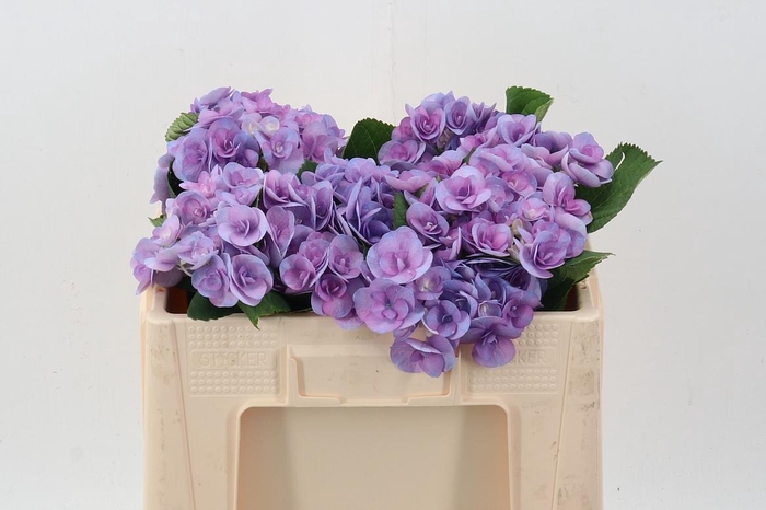 <h4>Hydr M Beau Papil Pa</h4>