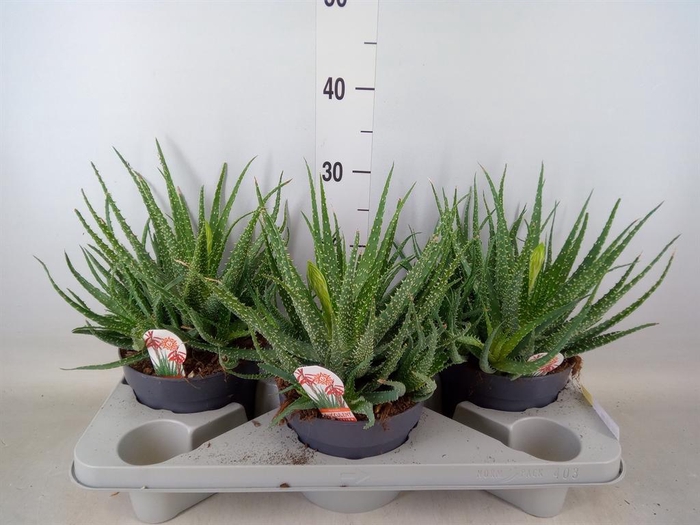 <h4>Aloe humilis</h4>