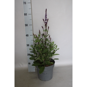 vaste planten 19 cm  Salvia nem Caradonna