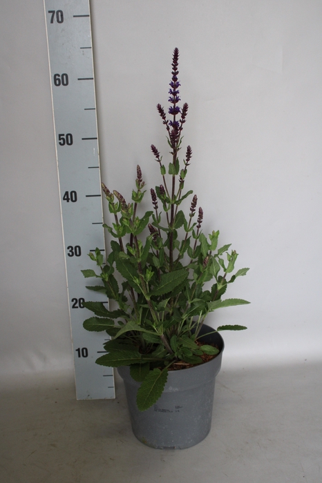 <h4>vaste planten 19 cm  Salvia nem Caradonna</h4>