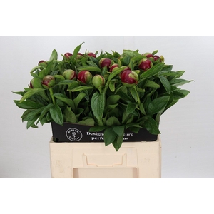 Paeonia Red Charm