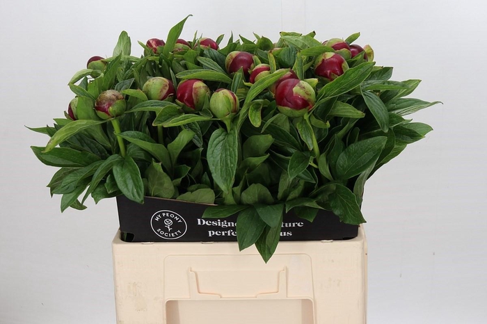 <h4>Paeonia Red Charm</h4>