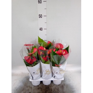 Anthurium  'Diamond Red'