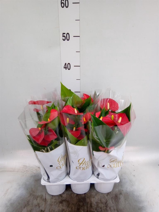 <h4>Anthurium  'Diamond Red'</h4>