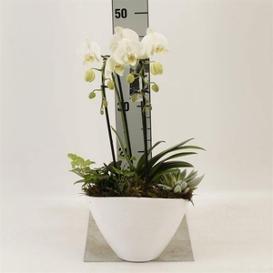 Phalaenopsis  'Elegant Cascade'