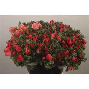 Anemone Fr. Red